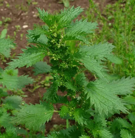 Stinging nettle: photo and description, characteristics