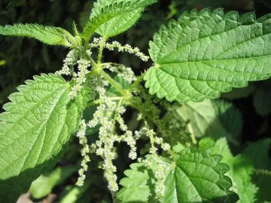 Stinging nettle: photo and description, characteristics