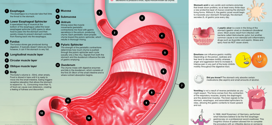 Stomach &#8211; location, structure, diseases, functions [WE EXPLAIN]