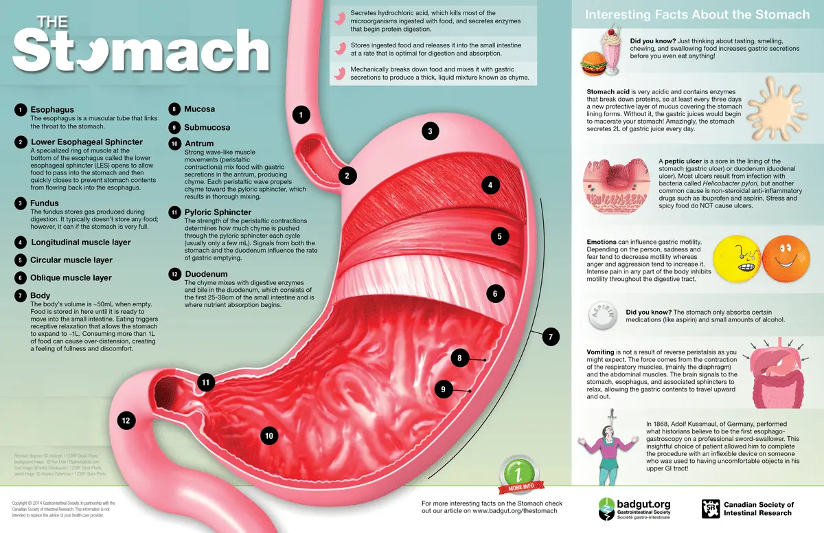 Stomach &#8211; location, structure, diseases, functions [WE EXPLAIN]