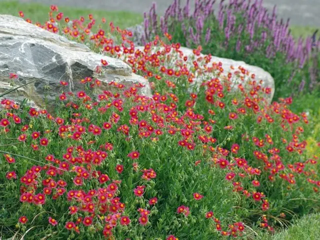 Stone flower (Sunflower): planting and care, photos, reviews, types and varieties