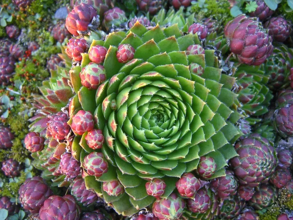 Stone rose - the perfect plant for beginner gardeners