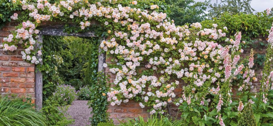 Stone rose &#8211; the perfect plant for beginner gardeners