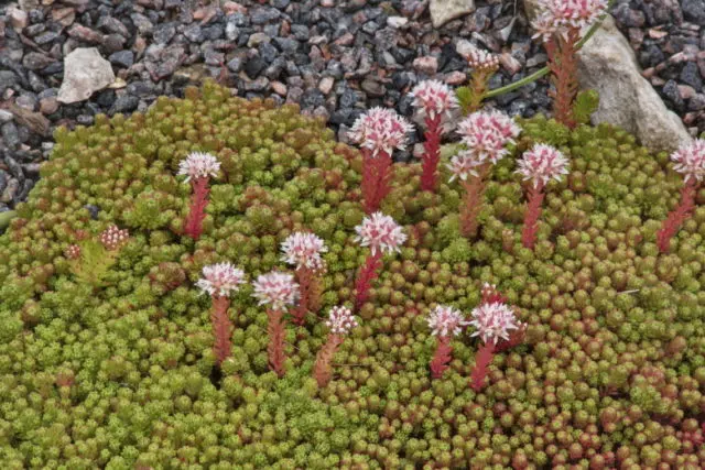 Stonecrop bent (rocky): description, planting and care, photo