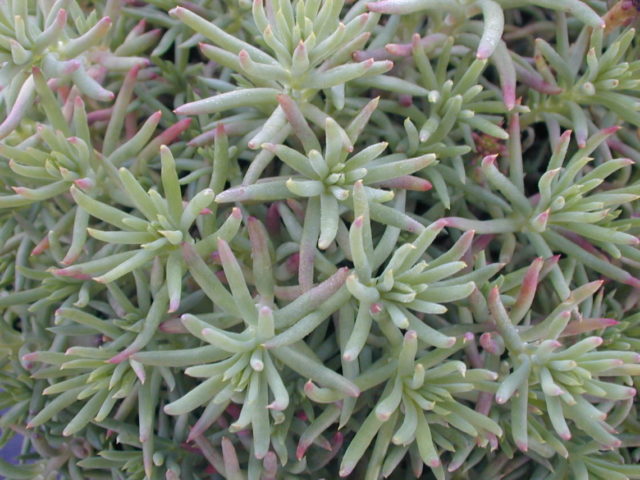 Stonecrop bent (rocky): description, planting and care, photo