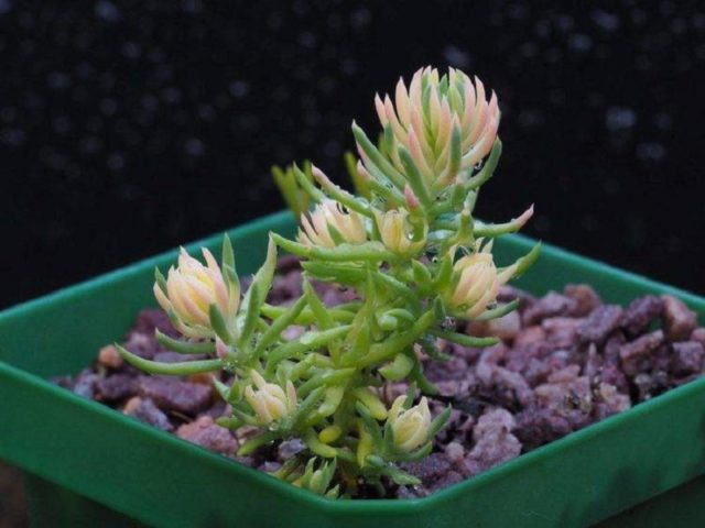 Stonecrop bent (rocky): description, planting and care, photo