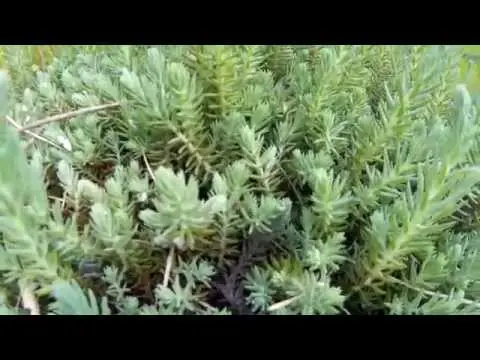 Stonecrop bent (rocky): description, planting and care, photo