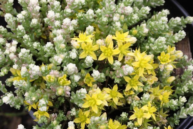 Stonecrop caustic: description, varieties, planting and care, reproduction