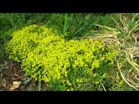 Stonecrop caustic: description, varieties, planting and care, reproduction