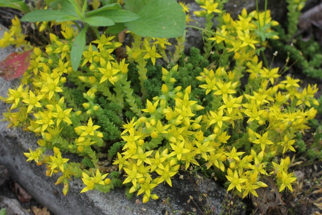 Stonecrop caustic: description, varieties, planting and care, reproduction