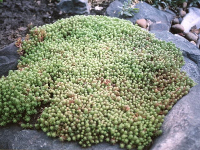 Stonecrop caustic: description, varieties, planting and care, reproduction