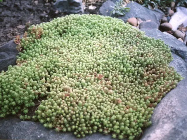 Stonecrop caustic: description, varieties, planting and care, reproduction