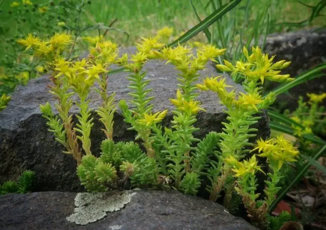 Stonecrop caustic: description, varieties, planting and care, reproduction