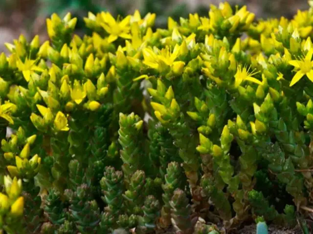 Stonecrop caustic: description, varieties, planting and care, reproduction