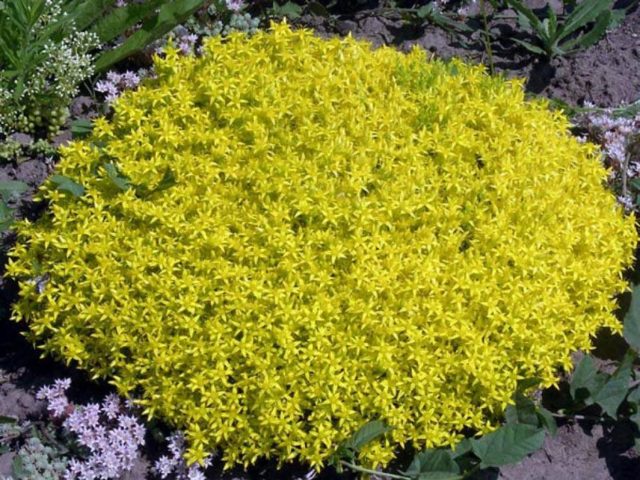 Stonecrop caustic: description, varieties, planting and care, reproduction