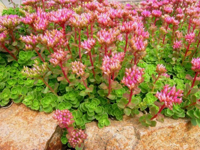 Stonecrop creeping (creeping): photo, planting and care