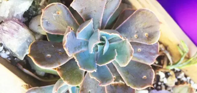 Stonecrop creeping (creeping): photo, planting and care