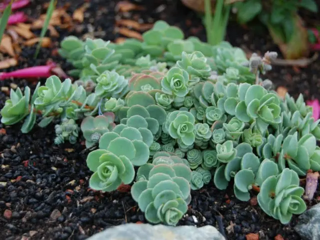 Stonecrop creeping (creeping): photo, planting and care