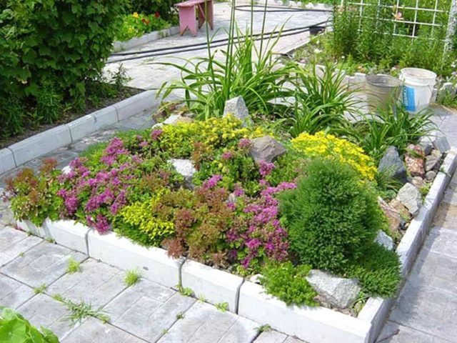 Stonecrop creeping (creeping): photo, planting and care