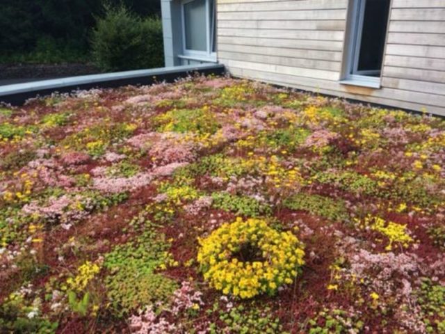 Stonecrop creeping (creeping): photo, planting and care