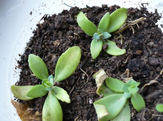 Stonecrop creeping (creeping): photo, planting and care