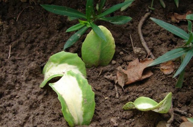 Stonecrop creeping (creeping): photo, planting and care