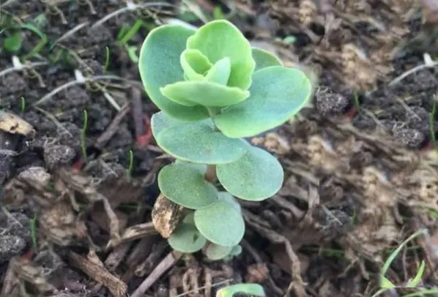 Stonecrop creeping (creeping): photo, planting and care