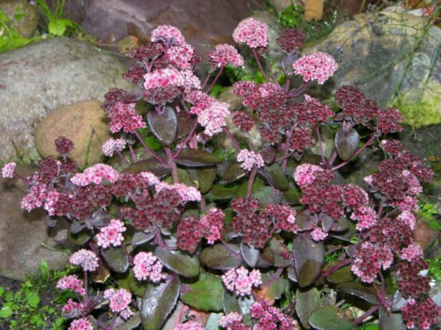 Stonecrop creeping (creeping): photo, planting and care