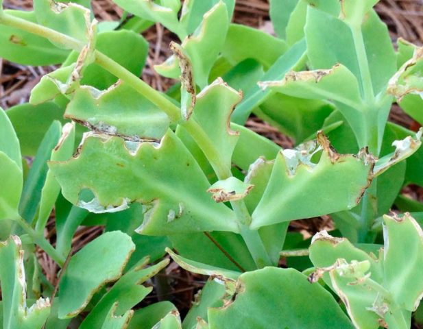 Stonecrop creeping (creeping): photo, planting and care