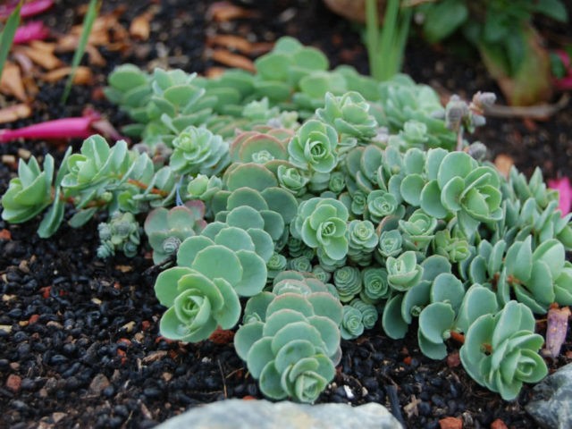 Stonecrop creeping (creeping): photo, planting and care