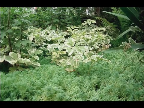 Stonecrop creeping (creeping): photo, planting and care