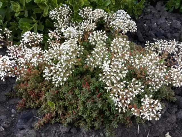 Stonecrop creeping (creeping): photo, planting and care