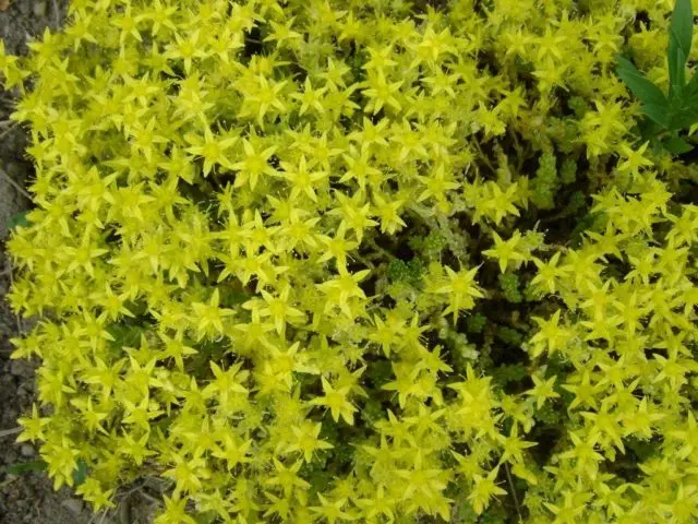 Stonecrop creeping (creeping): photo, planting and care