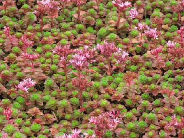 Stonecrop creeping (creeping): photo, planting and care