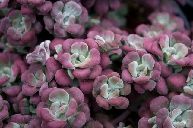 Stonecrop creeping (creeping): photo, planting and care