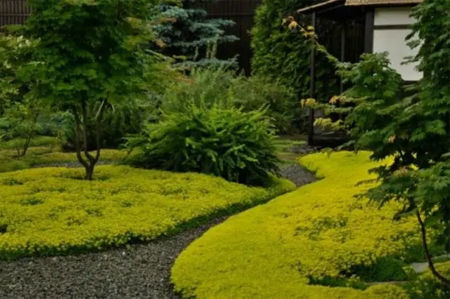 Stonecrop creeping (creeping): photo, planting and care