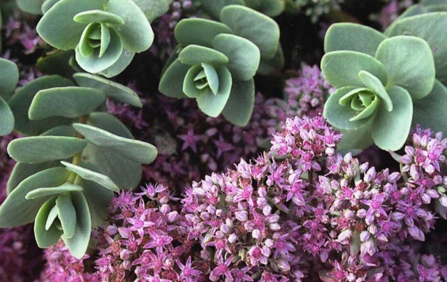 Stonecrop Evers: photo, description, planting and care, cultivation