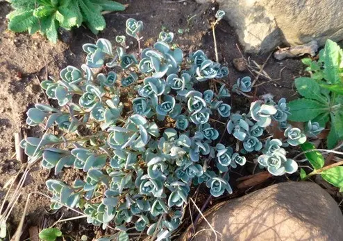 Stonecrop Evers: photo, description, planting and care, cultivation