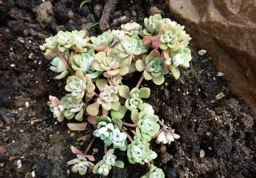 Stonecrop Evers: photo, description, planting and care, cultivation