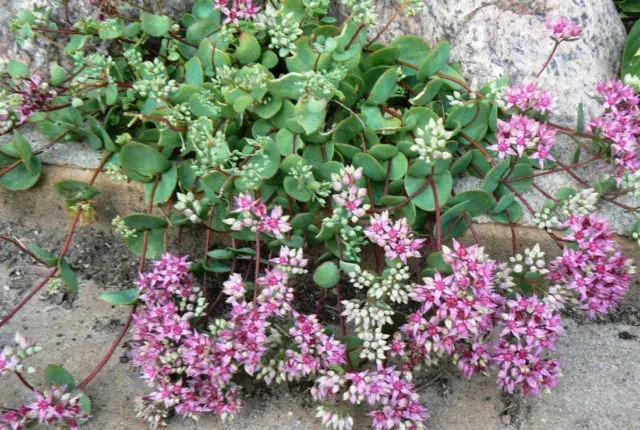 Stonecrop Evers: photo, description, planting and care, cultivation