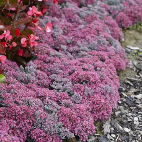 Stonecrop Evers: photo, description, planting and care, cultivation