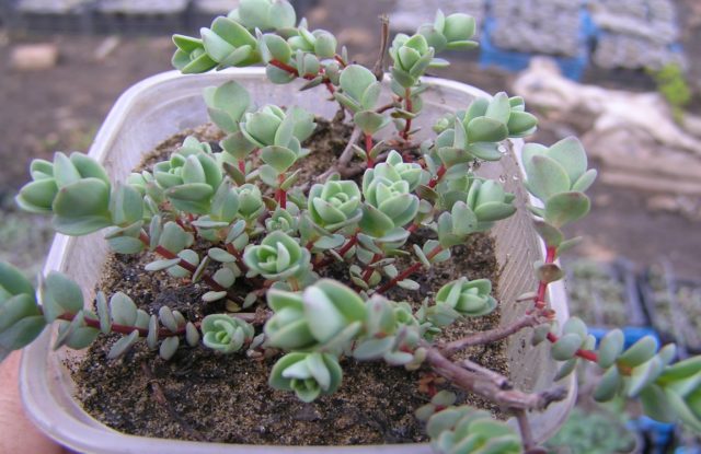 Stonecrop Evers: photo, description, planting and care, cultivation