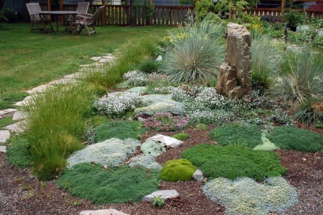 Stonecrop Evers: photo, description, planting and care, cultivation