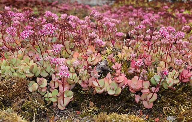 Stonecrop Evers: photo, description, planting and care, cultivation