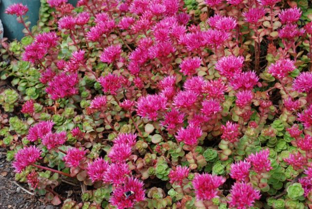 Stonecrop false: photo, planting and care, varieties