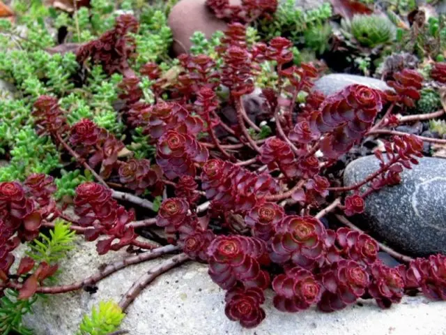 Stonecrop false: photo, planting and care, varieties