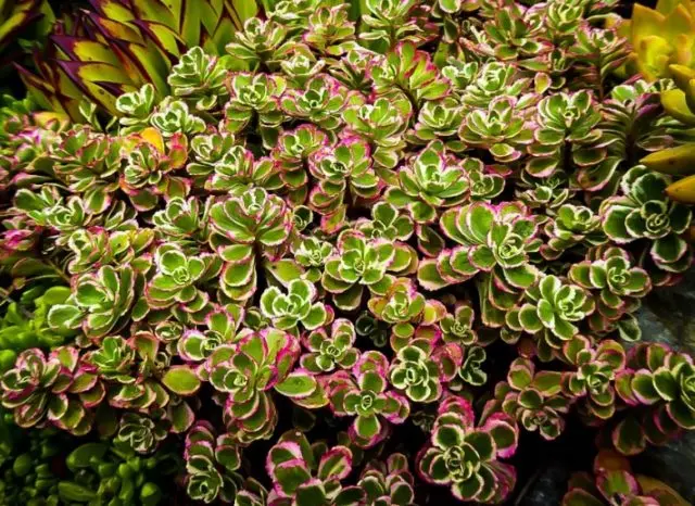 Stonecrop false: photo, planting and care, varieties