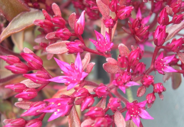 Stonecrop false: photo, planting and care, varieties