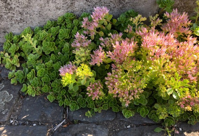 Stonecrop false: photo, planting and care, varieties