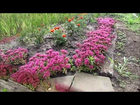 Stonecrop false: photo, planting and care, varieties